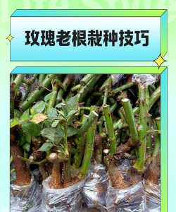 花明兔怎么养，新手入门指南，轻松上手技巧