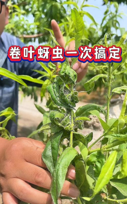 网上买了花应该怎么养，新手常见问题，实用养护指南