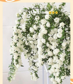 单瓣手球花怎么养，新手入门指南，轻松掌握养护技巧