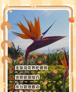 获鸟花怎么养，掌握关键技巧，轻松培育开花