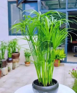 网上买了花应该怎么养，新手常见问题，实用养护指南