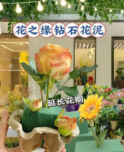 网上买了花应该怎么养，新手常见问题，实用养护指南