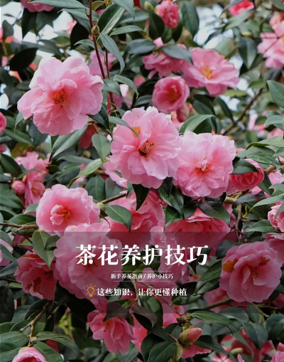 人参果树栽培，掌握关键步骤，轻松收获果实