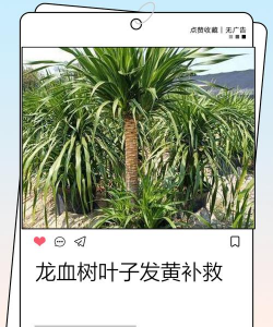 人参果树栽培，掌握关键步骤，轻松收获果实