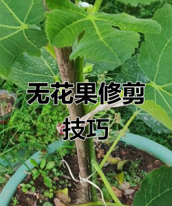 无花果如何剪枝培育