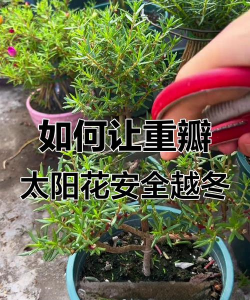 人参果树栽培，掌握关键步骤，轻松收获果实