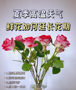 收到花后怎么养,延长花期,保持鲜艳 收到花后怎么养,延长花期,保持鲜艳