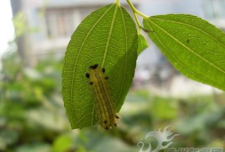 北京绿化设计，提升城市环境，改善居民生活