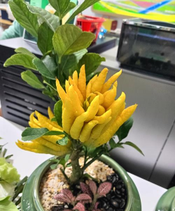 北京绿化设计，提升城市环境，改善居民生活