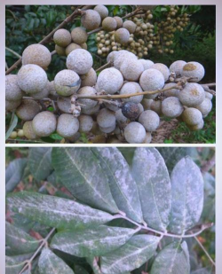 北京绿化设计，提升城市环境，改善居民生活