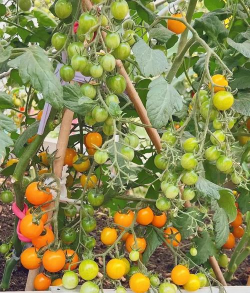 北京绿化设计，提升城市环境，改善居民生活