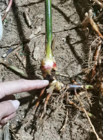 北京绿化设计，提升城市环境，改善居民生活