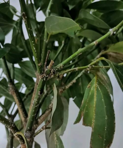 北京绿化设计，提升城市环境，改善居民生活