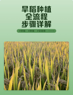 旱稻栽培技术,提高种植效率,掌握关键要点 旱稻栽培技术,提高种植效率,掌握关键要点