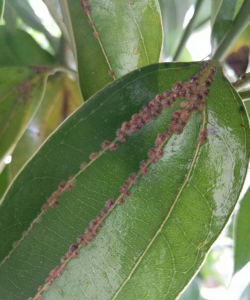 平安树虱子防治,识别虫害特征,掌握有效方法 平安树虱子防治,识别虫害特征,掌握有效方法