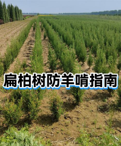 海棠树害虫防治，常见虫害识别，有效治理方法