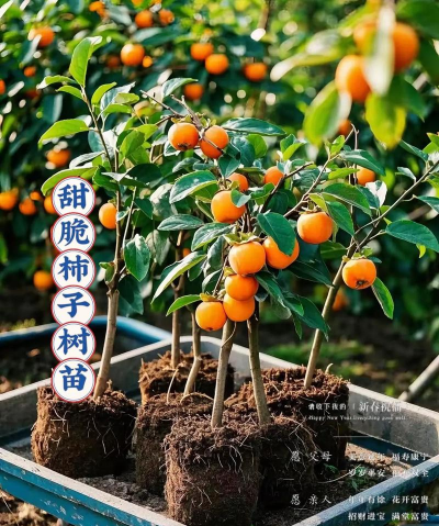 柿子树栽培技术，掌握关键要点，轻松收获果实