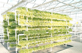 无土栽培的应用，提升种植效率，拓展农业空间