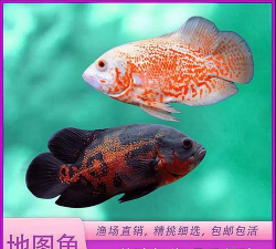 花猪鱼怎么养,新手入门指南,常见问题解答 花猪鱼怎么养,新手入门指南,常见问题解答
