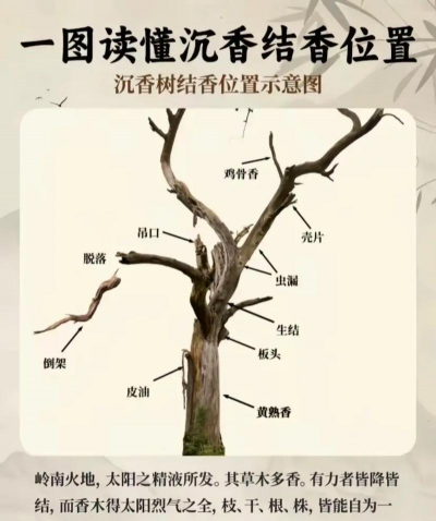 沉香树病害防治,常见问题识别,有效应对方法 沉香树病害防治,常见问题识别,有效应对方法