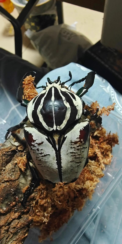 海棠树害虫防治，常见虫害识别，有效治理方法