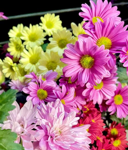 海棠树害虫防治，常见虫害识别，有效治理方法