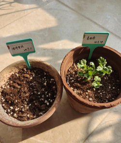 海棠树害虫防治，常见虫害识别，有效治理方法