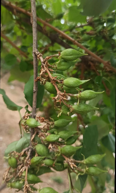 海棠树害虫防治，常见虫害识别，有效治理方法