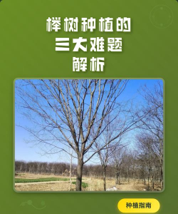 海棠树害虫防治，常见虫害识别，有效治理方法