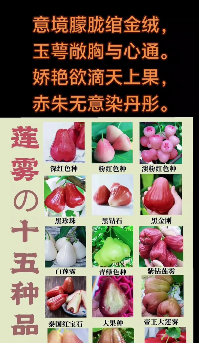 西红柿栽培技术视频，掌握关键步骤，轻松种出好番茄