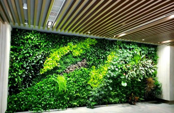 西红柿栽培技术视频，掌握关键步骤，轻松种出好番茄