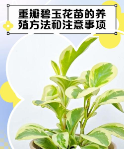 西红柿栽培技术视频，掌握关键步骤，轻松种出好番茄