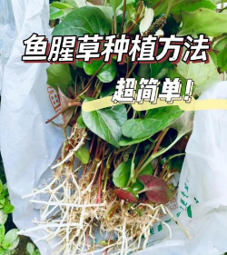 西红柿栽培技术视频，掌握关键步骤，轻松种出好番茄