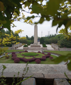 西红柿栽培技术视频，掌握关键步骤，轻松种出好番茄