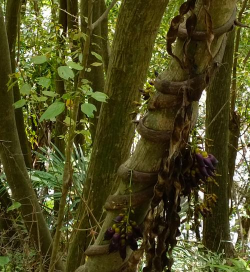 藤蔓缠树防治，保护树木健康，避免缠绕危害