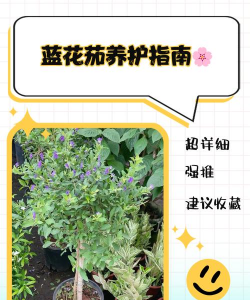 西红柿栽培技术视频，掌握关键步骤，轻松种出好番茄