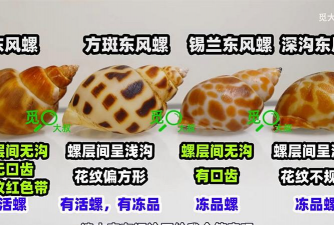 西红柿栽培技术视频，掌握关键步骤，轻松种出好番茄