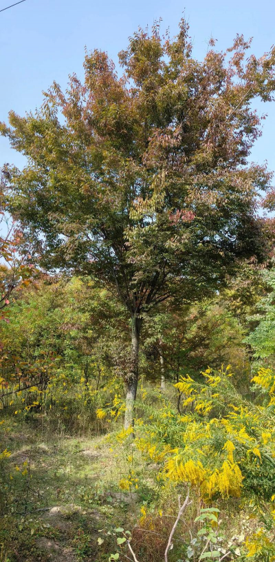 西红柿栽培技术视频，掌握关键步骤，轻松种出好番茄