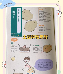 西红柿栽培技术视频，掌握关键步骤，轻松种出好番茄