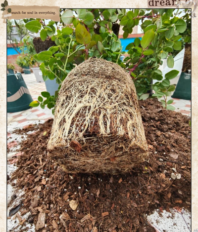 西红柿栽培技术视频，掌握关键步骤，轻松种出好番茄