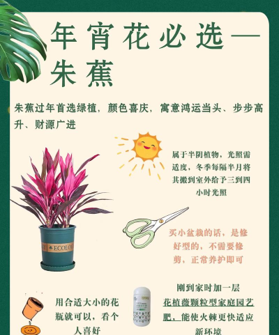 西红柿栽培技术视频，掌握关键步骤，轻松种出好番茄