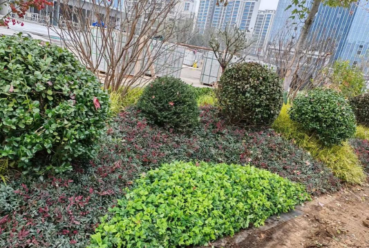 平安树的防治，常见问题解析，实用方法分享