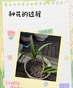 网上买了花应该怎么养，新手常见问题，实用养护指南