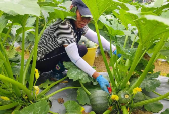 网上买了花应该怎么养，新手常见问题，实用养护指南
