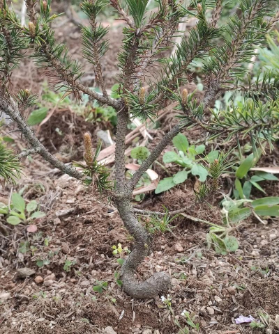 变异树怎么防治,识别早期迹象,采取有效手段 变异树怎么防治,识别早期迹象,采取有效手段