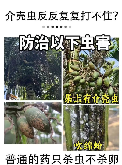 板栗寄生树防治，识别危害，科学处理