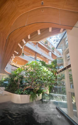 树虱子防治办法，识别虫害特征，选择有效药剂