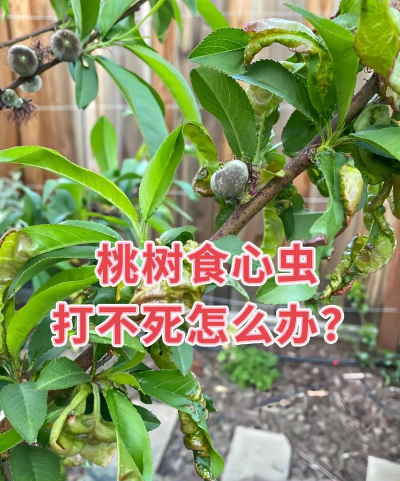 树虱子防治办法，识别虫害特征，选择有效药剂