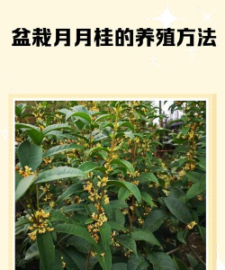 长寿花怎么养棒棒糖，造型技巧分享，新手也能学会