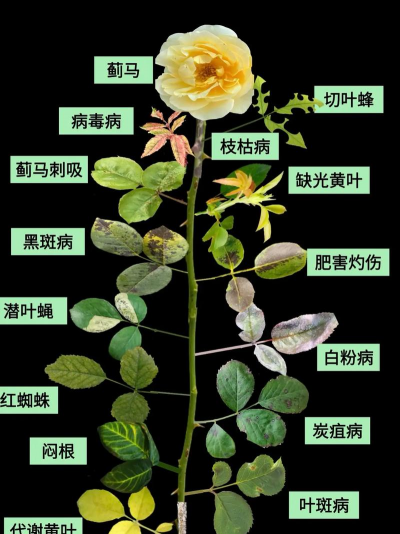 板栗寄生树防治，识别危害，科学处理